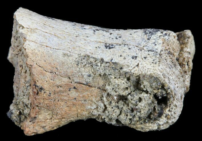 Bargain Pachycephalosaurus Toe Bone (Phalanx) - Montana #61400